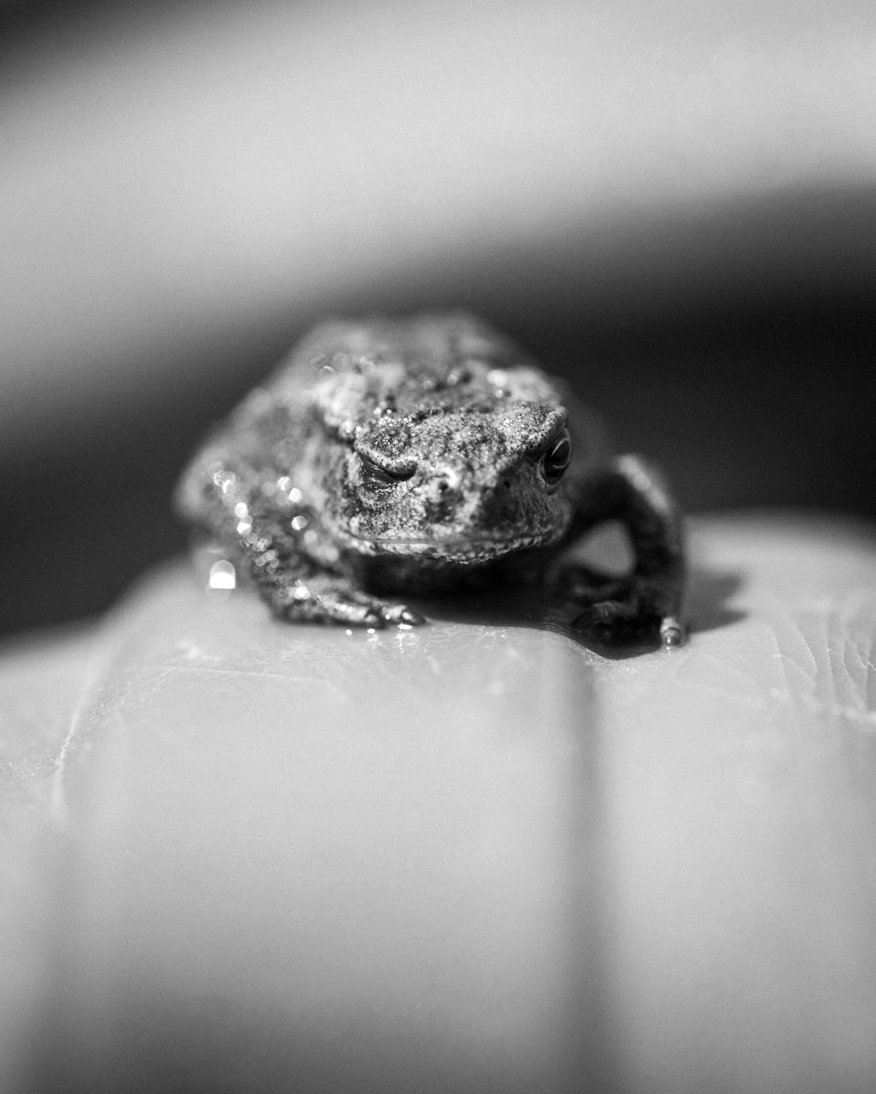 A toad that blinks with one eye