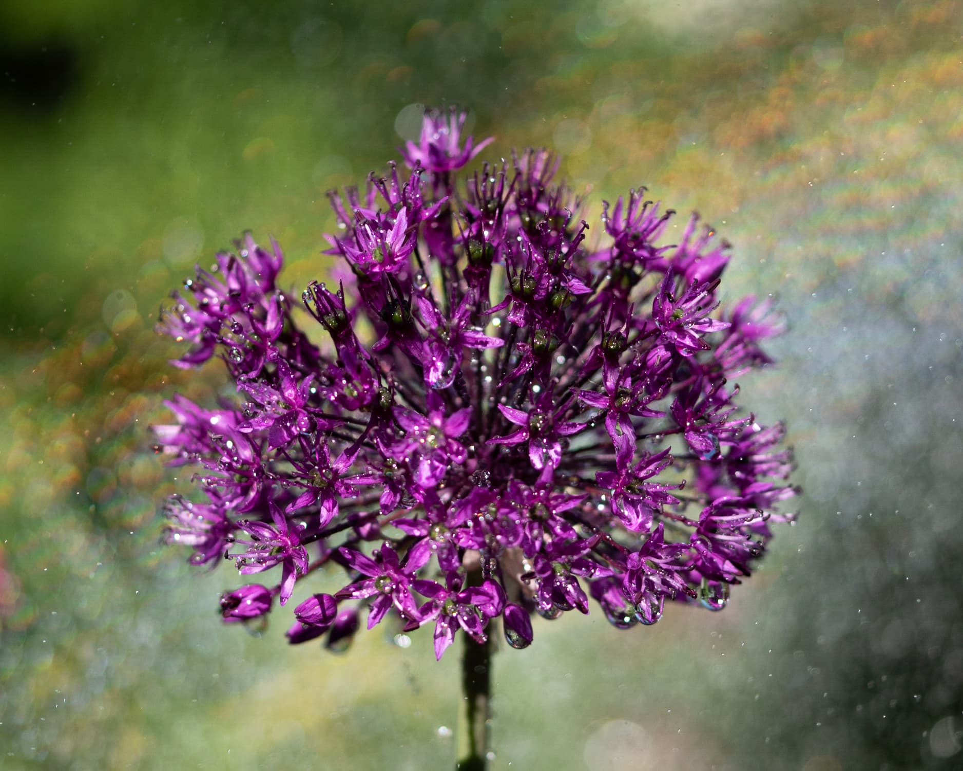 Purple allium