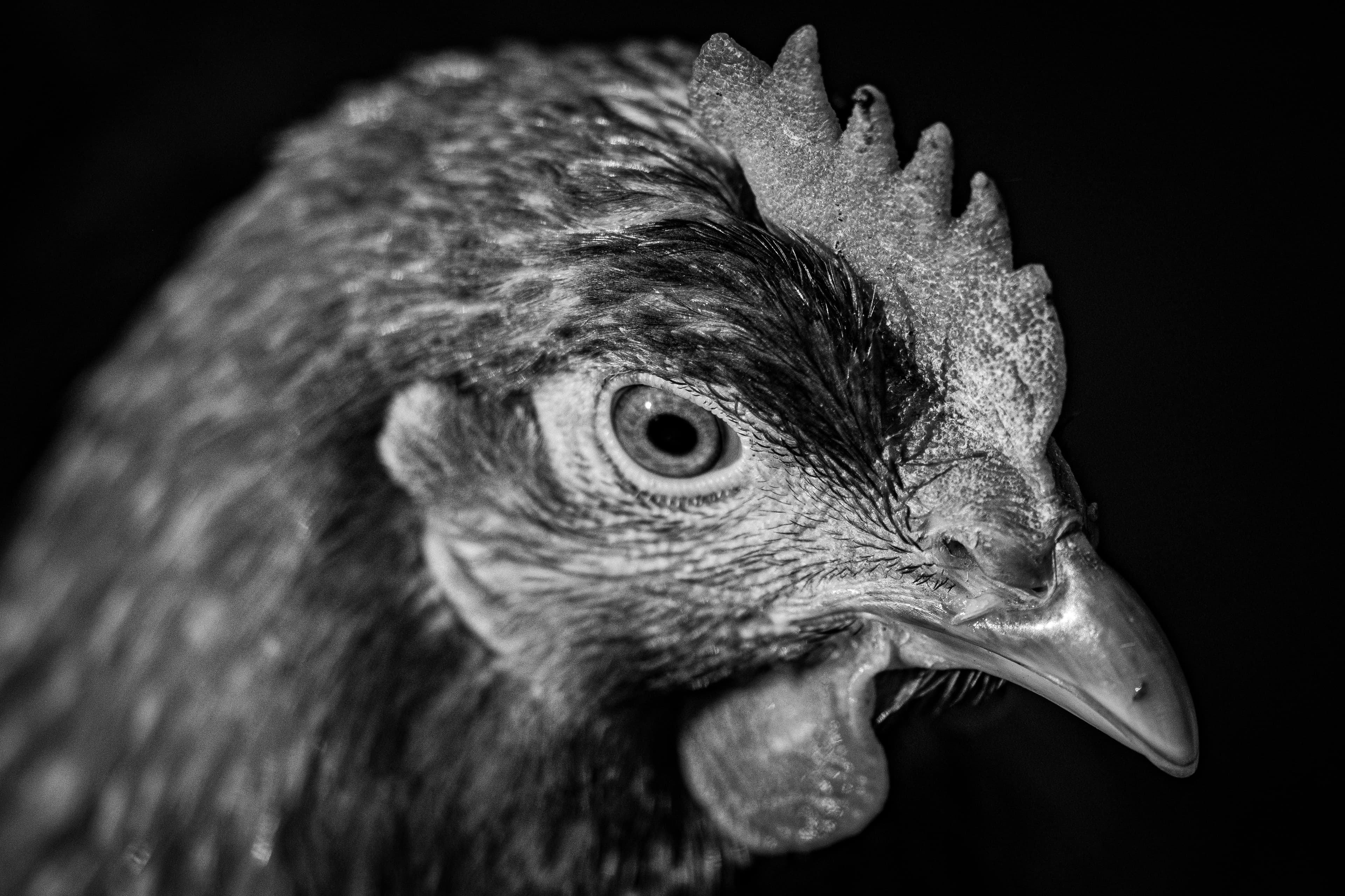 Closeup hen