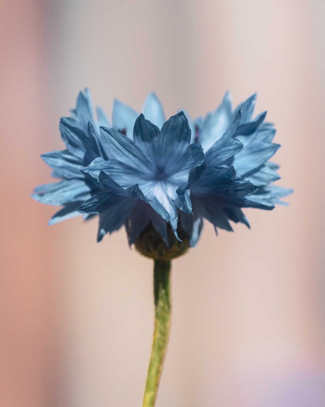 A blue centaurea cyanus