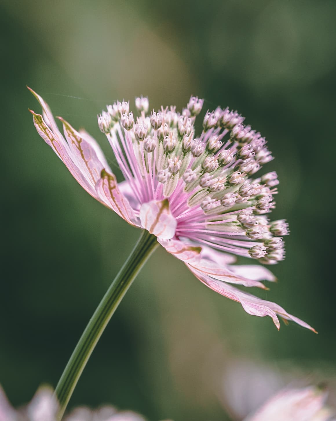 Pink astrantia major