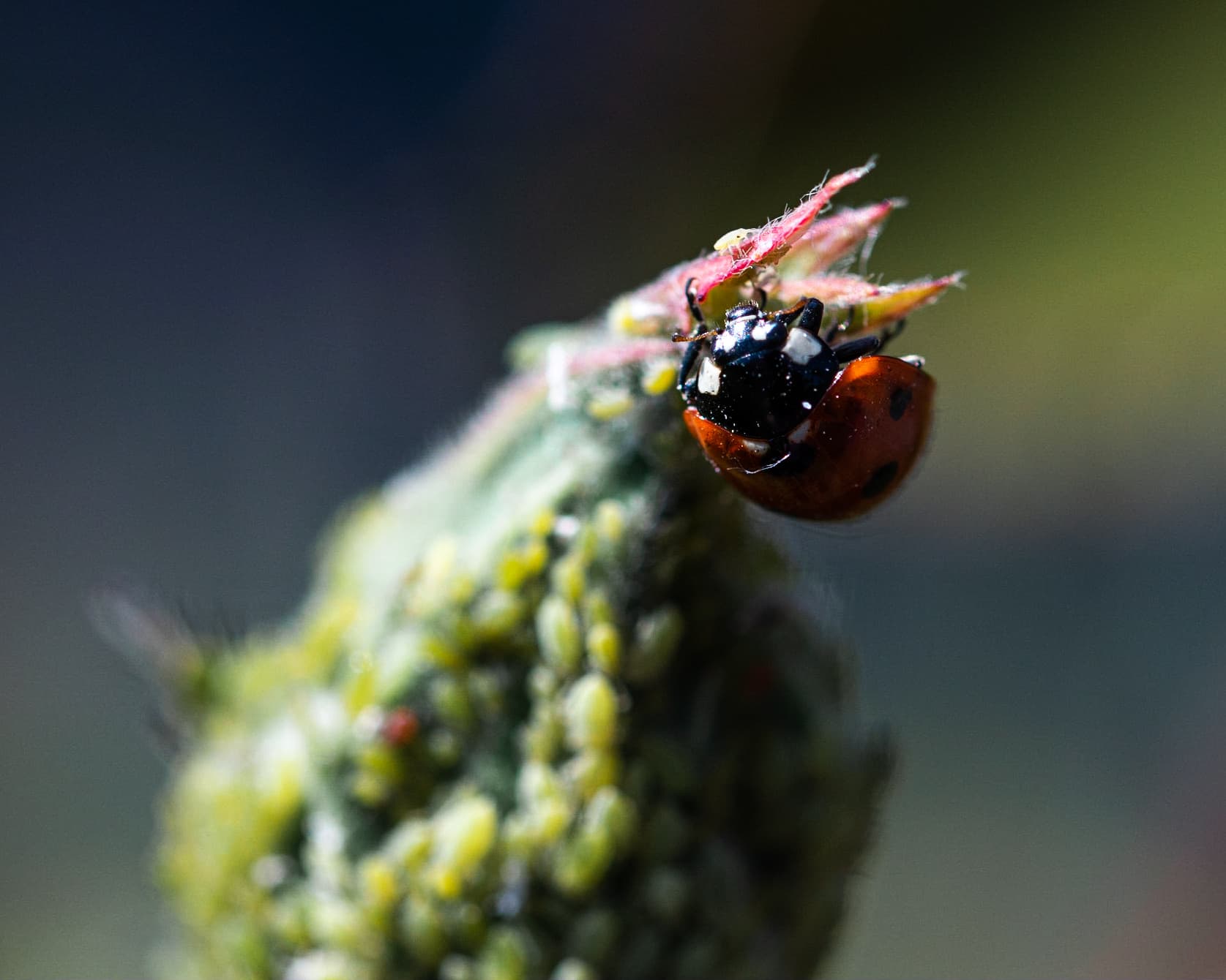 Lady bug on globe-thistle with aphids