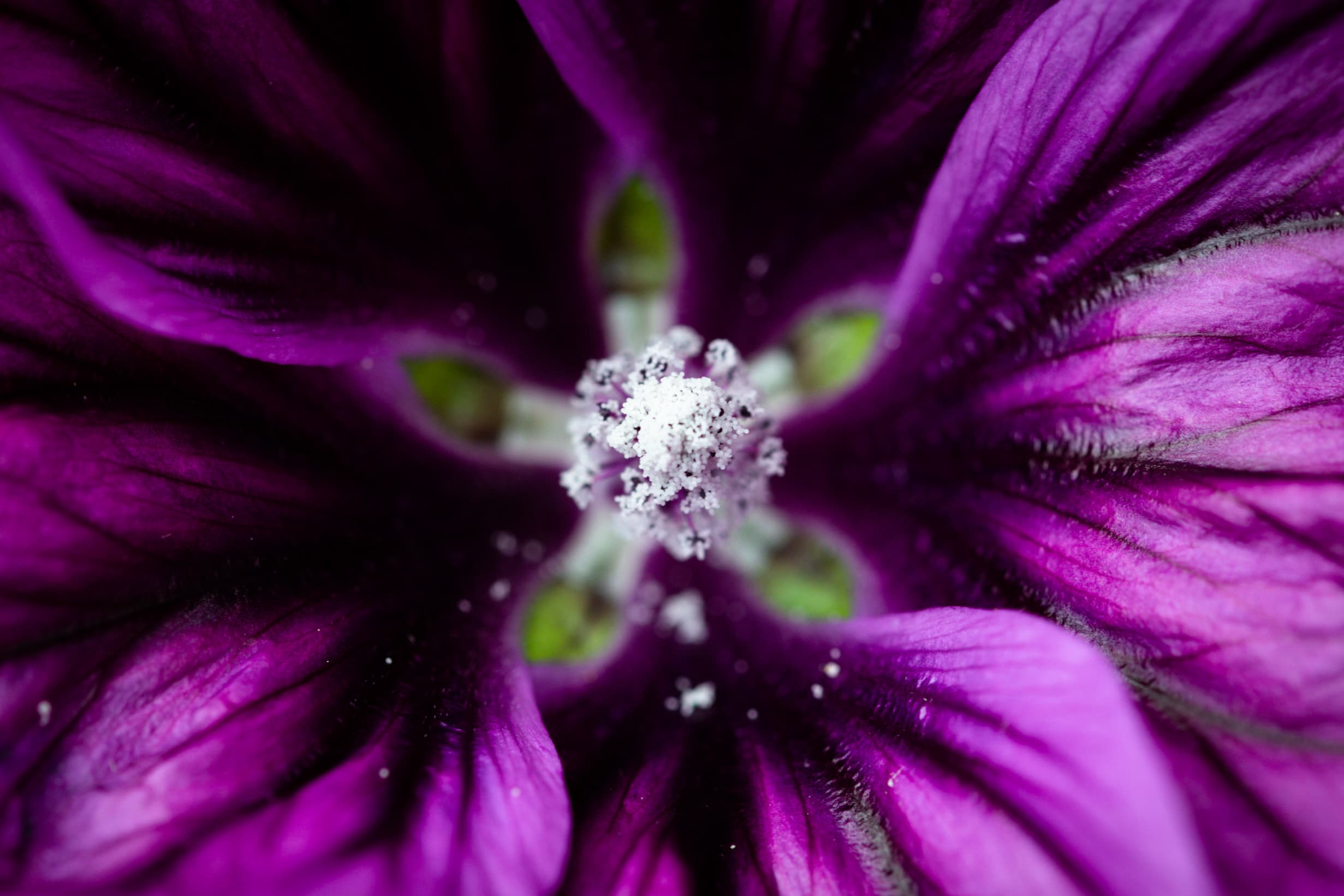 Purple malva