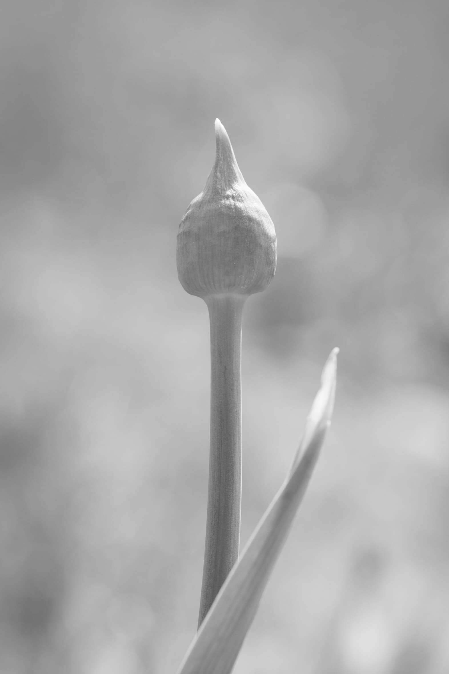 Allium that has not flowered yet in black and white 