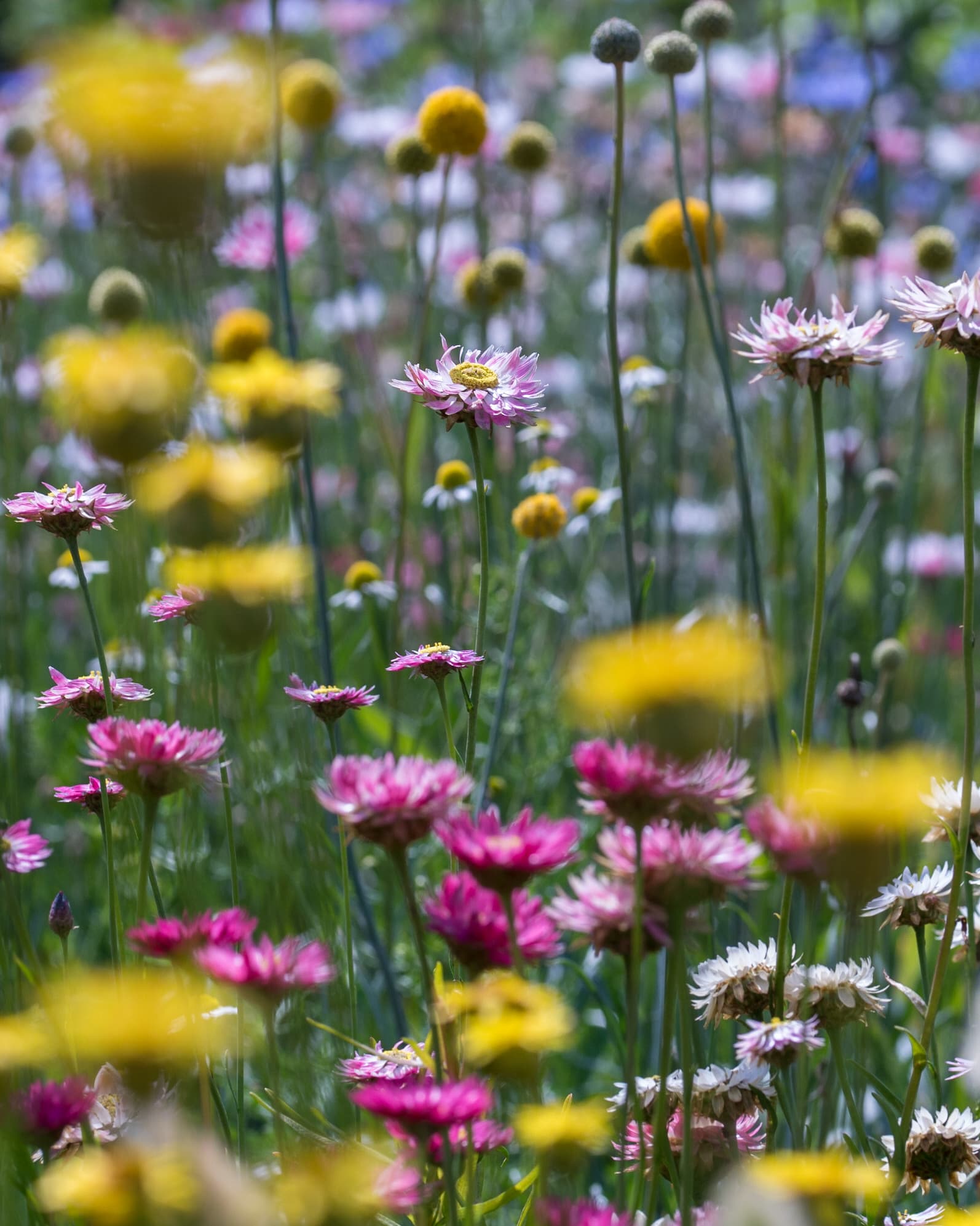 Summerflowers