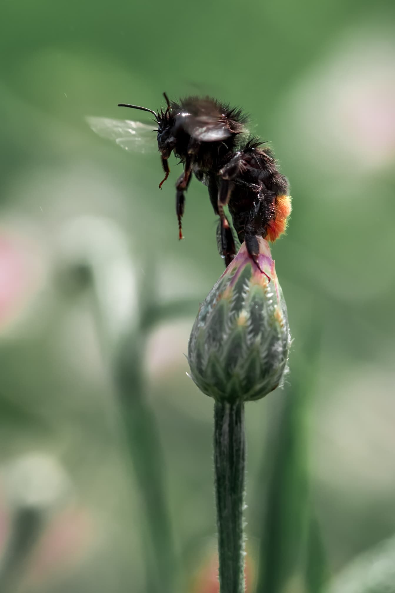 Bumblebee taking off