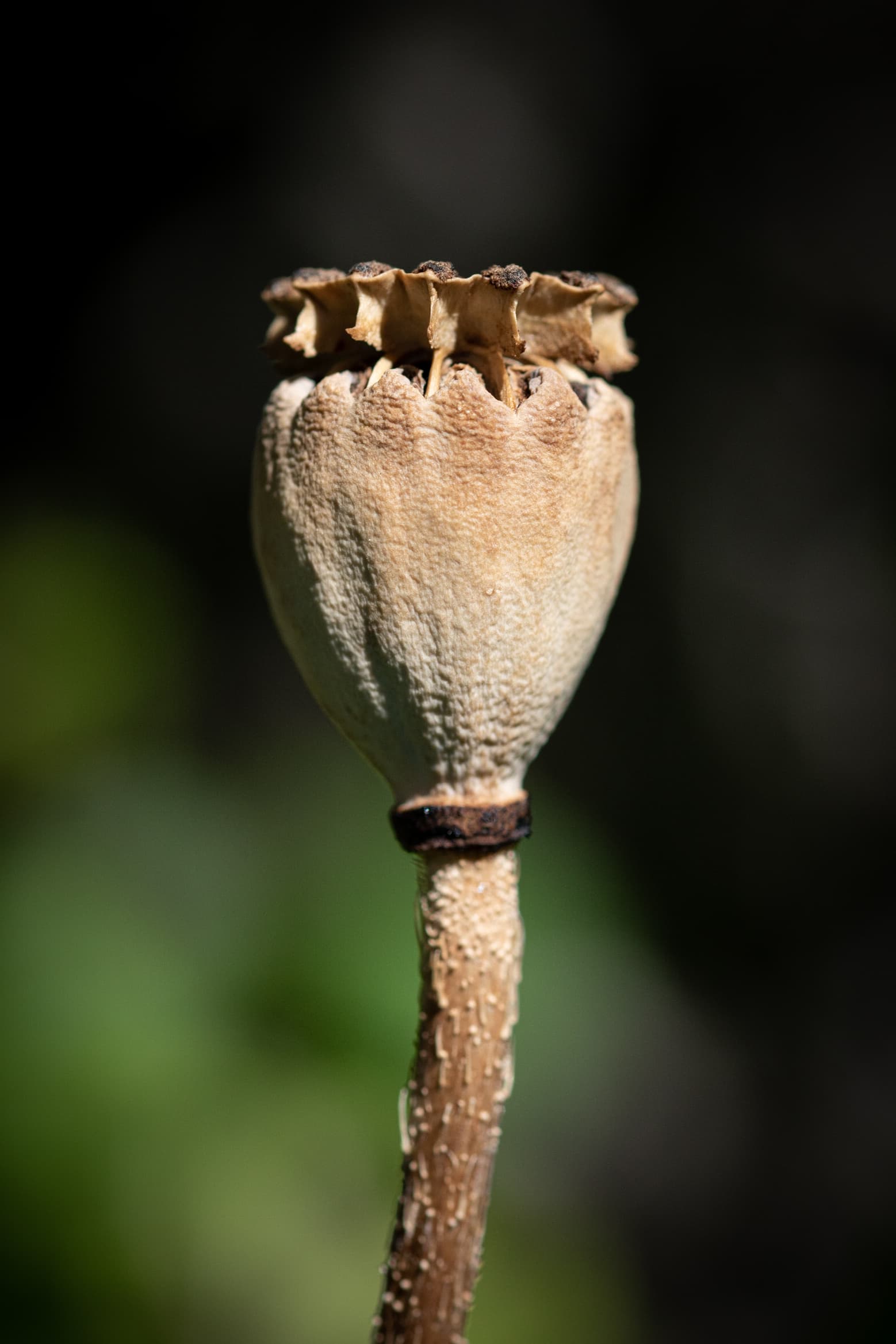 A withered poppy