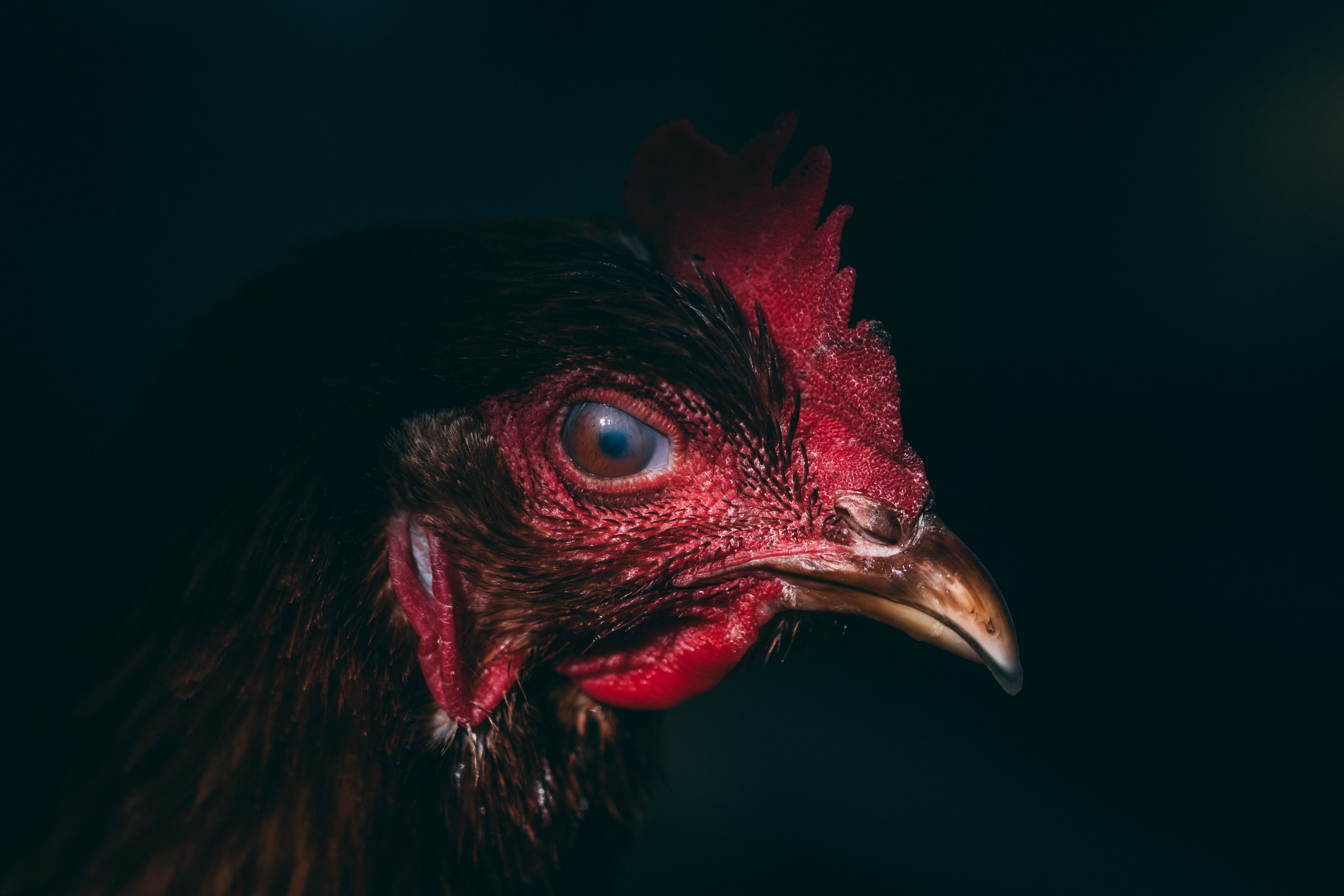 Hen closeup