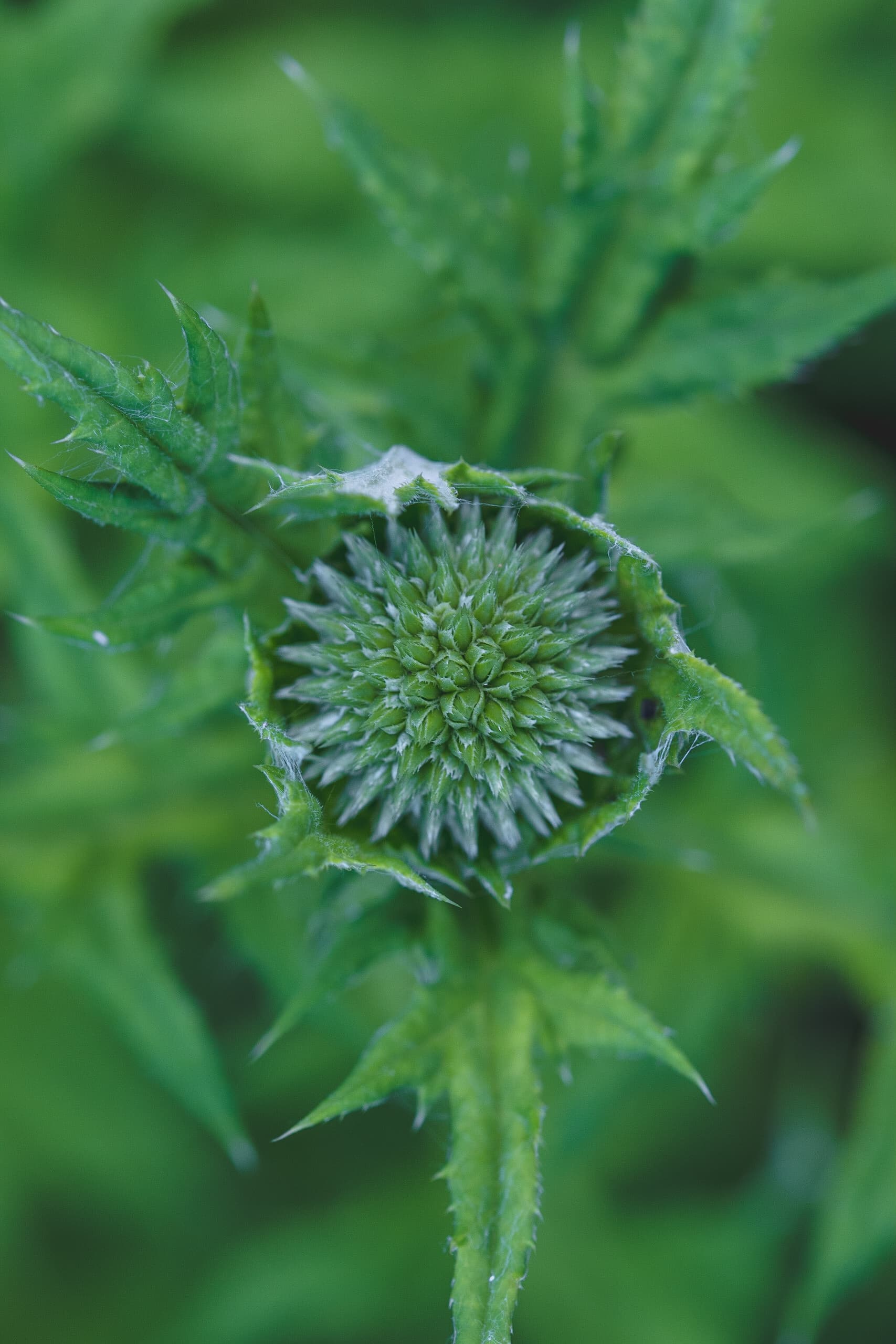 A green globe-thistle