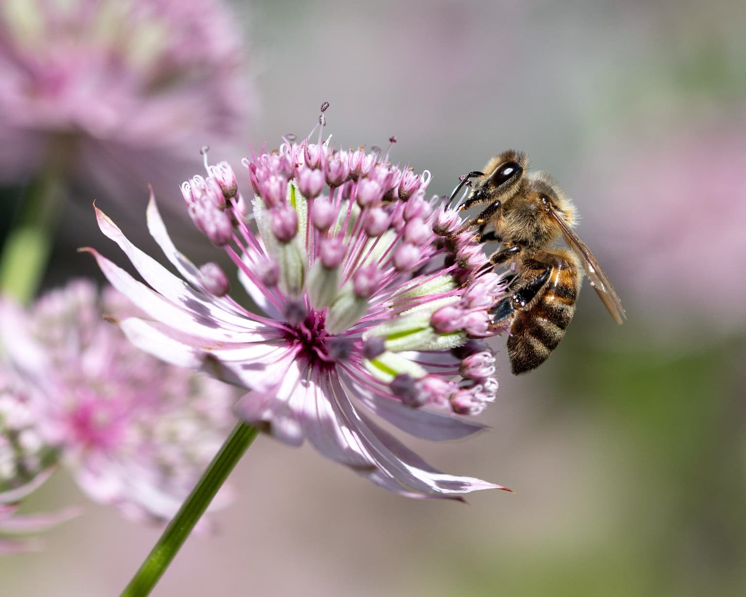 Astrantia major with bee