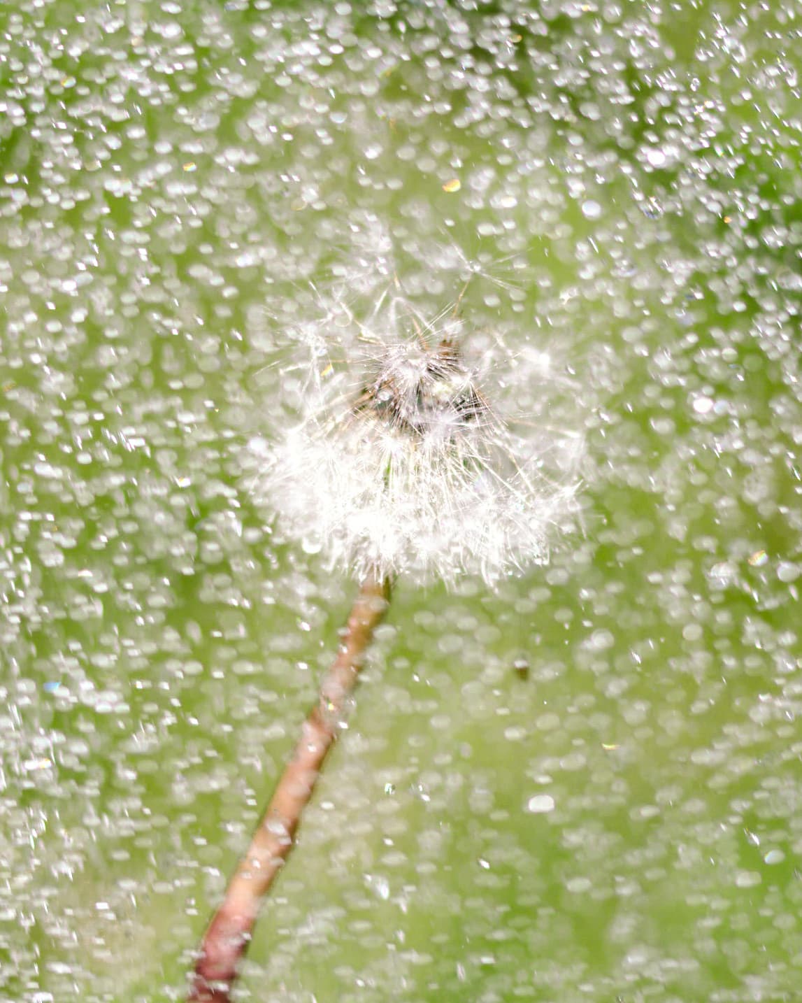 Dandelion seeds and water drops