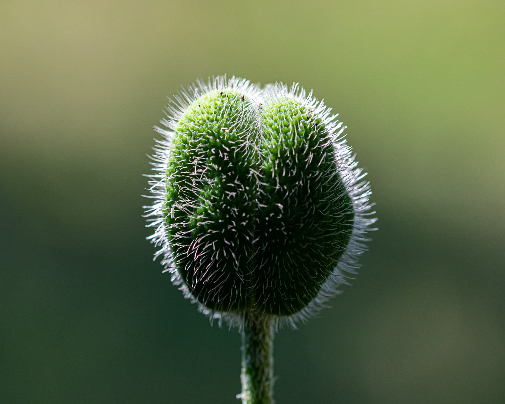 Poppy that has not flowered yet