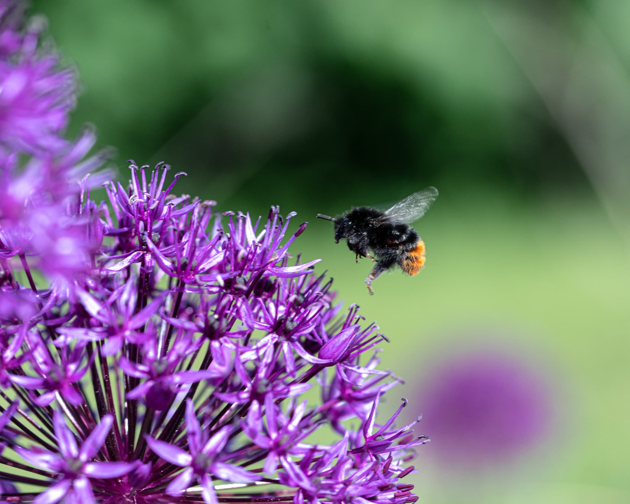 Bumblebee on Allium