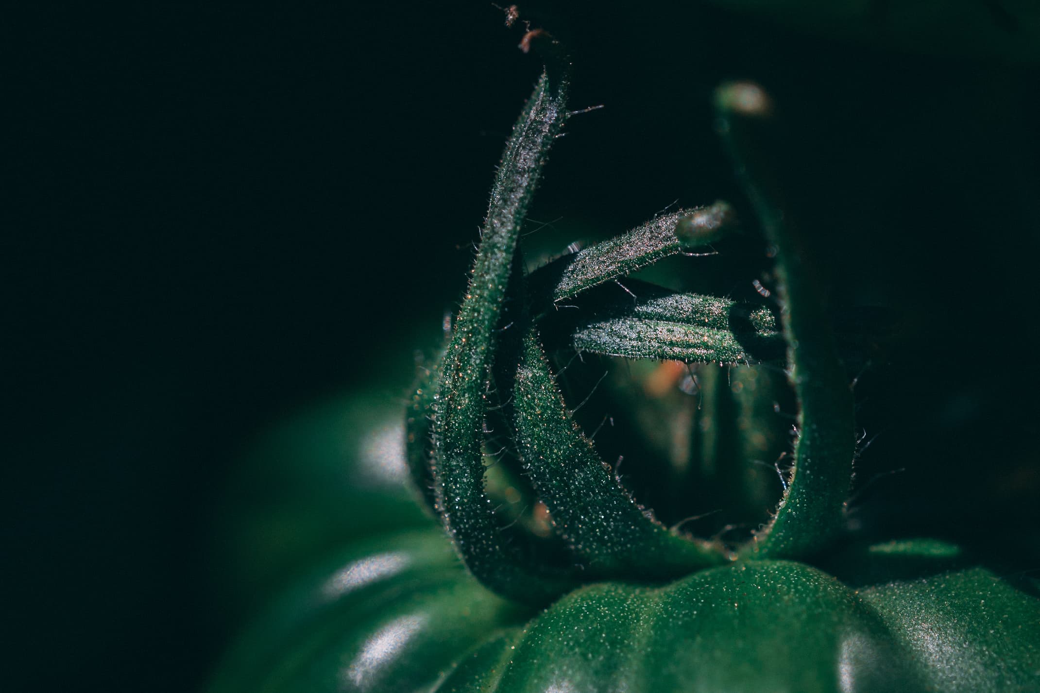 A green tomato