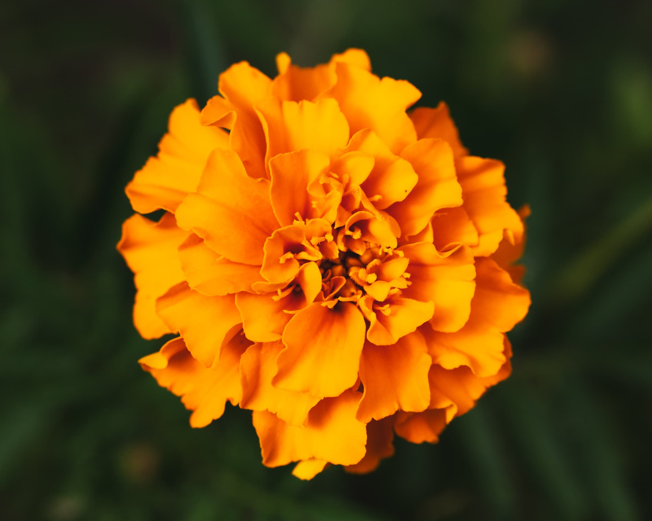 Orange tagetes