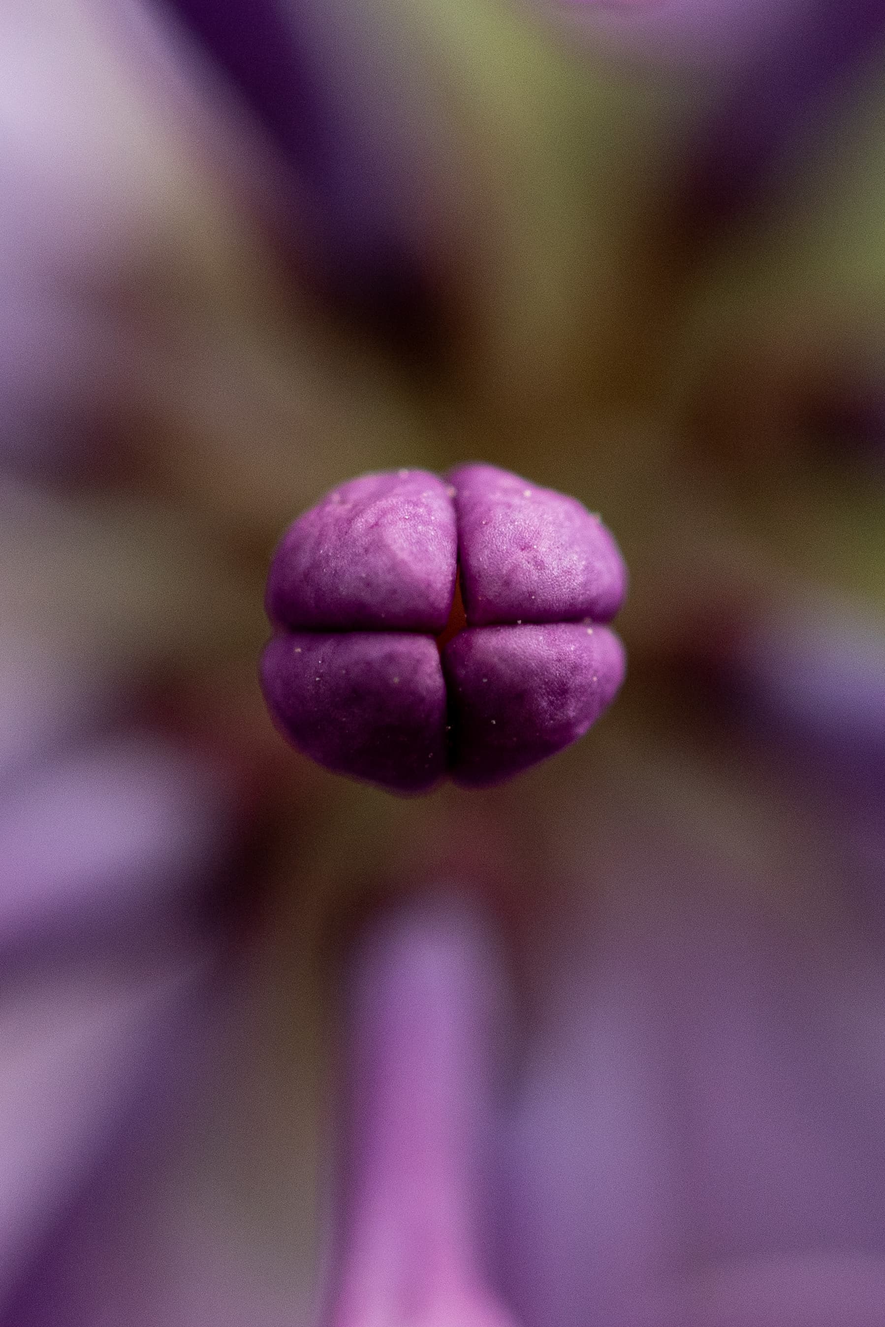 Allium bud