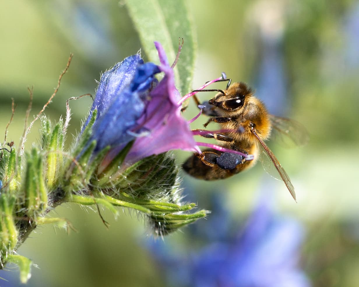 Bee on Echium vulgare